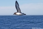 Cape Petrel