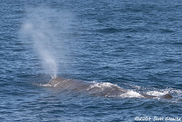 Sperm Whale