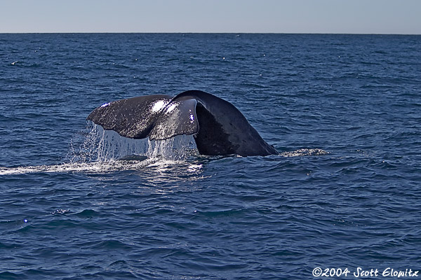 Sperm Whale