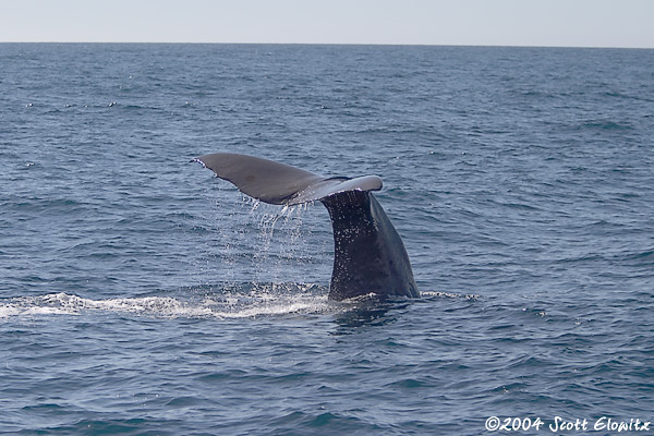 Sperm Whale