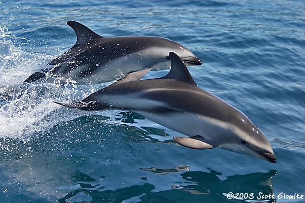 Types of dolphins - dusky dolphin 3