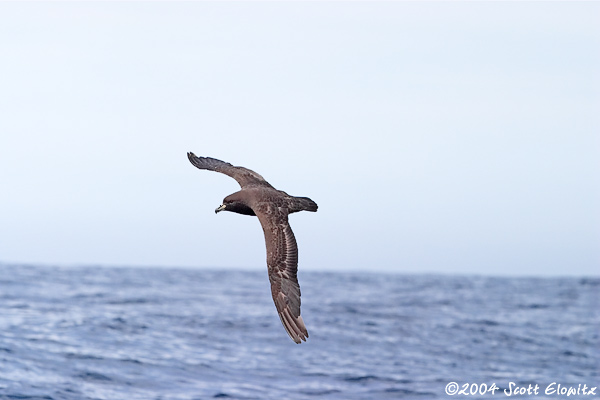 Westland Petrel