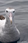 Wandering Albatross