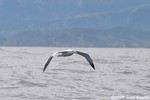 Wandering Albatross