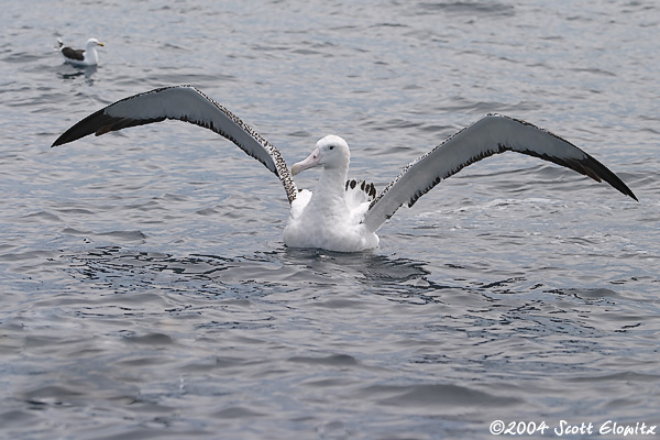 Wandering Albatross