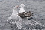 Wandering Albatross