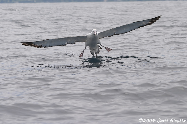 Wandering Albatross