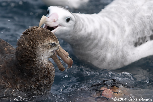 Hall's Giant Petrel & Wandering Albatross