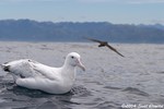 Wandering Albatross