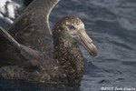 Hall's Giant Petrel