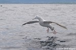 Wandering Albatross