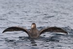 Hall's Giant Petrel