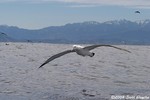 Wandering Albatross