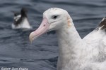 Wandering Albatross