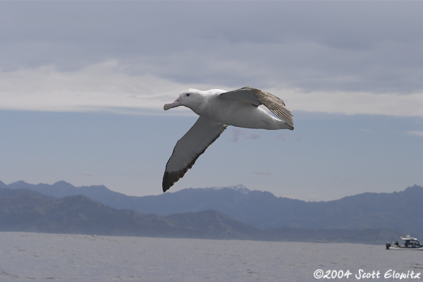 Wandering Albatross