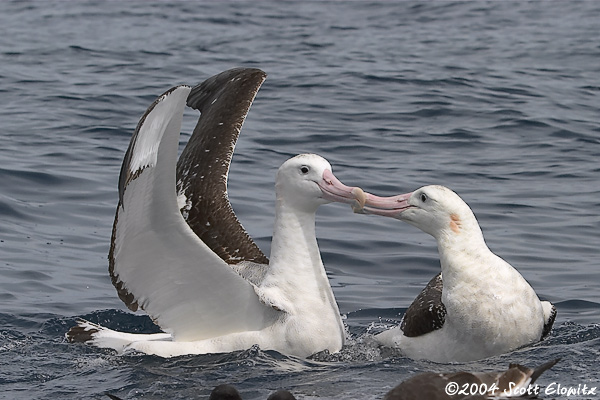 Wandering Albatross