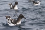 Cape Petrel