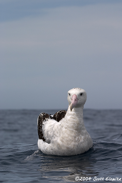 Wandering Albatross