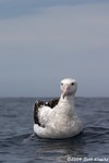 Wandering Albatross