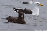 Westland Petrel & Kelp Gull