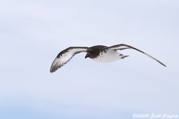 Cape petrel