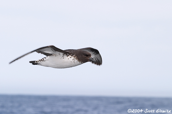 Cape Petrel