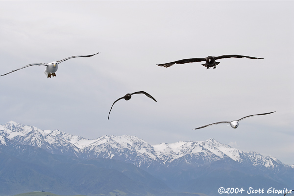 Kelp Gull & Westland Petrel