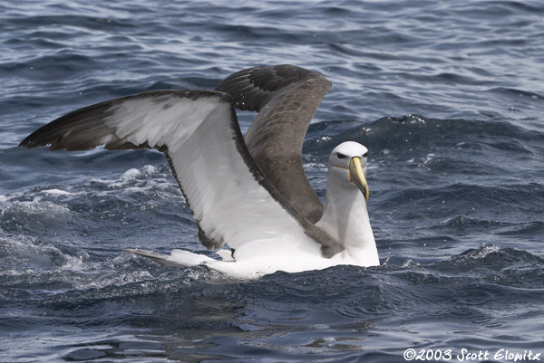 Shy Albatross (salvin's)