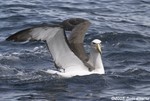 Shy Albatross (salvin's)