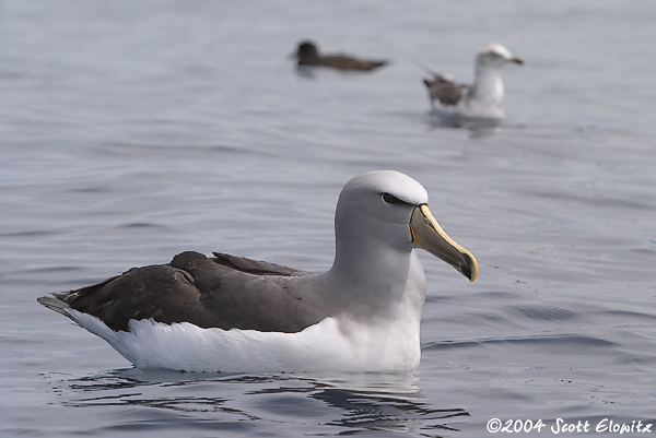 Shy Albatross (salvin's)