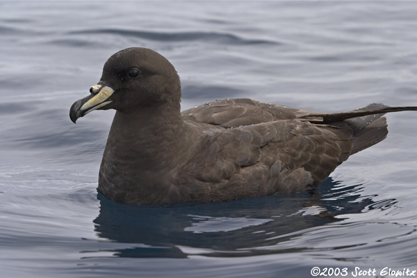 Westland Petrel