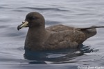 Westland Petrel