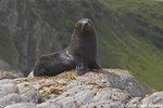 New zealand Fur Seal