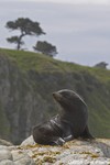 New Zealand Fur Seal