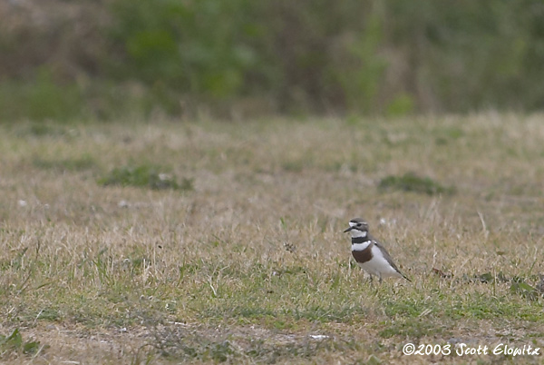 Double-banded Plover