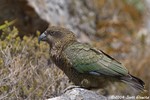 Kea