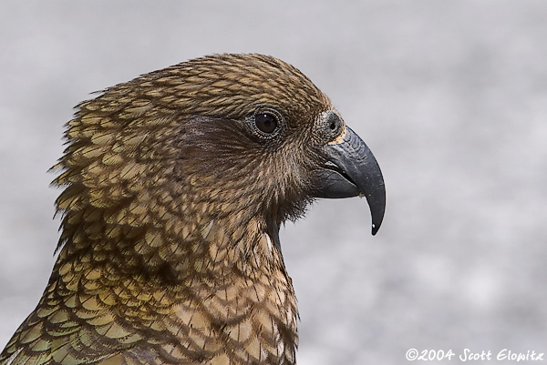 Kea