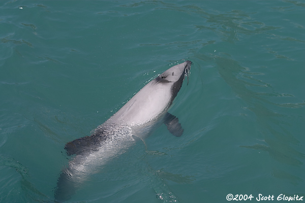 Hectors Dolphin