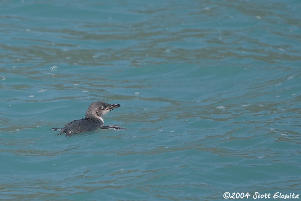 Little Peguin (blue)