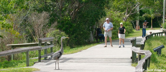 Great Blue Heron