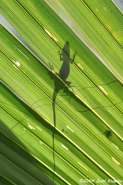 CRW_5870lizard.jpg