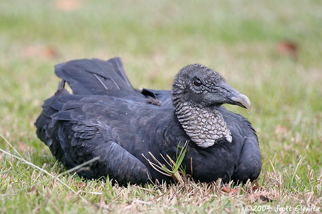 Black Vulture