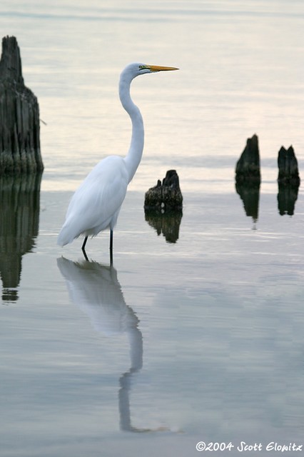 Great Egret