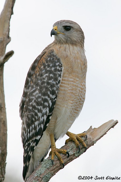 Red-shouldered Hawk