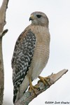 Red-shouldered Hawk