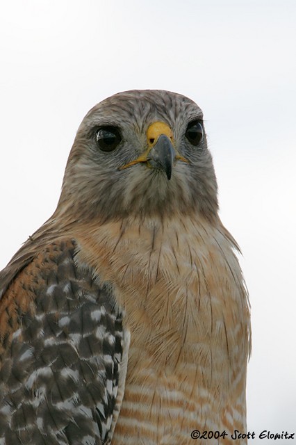 Red-shouldered Hawk