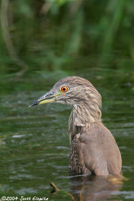 Yellow-crowned Night-Heron