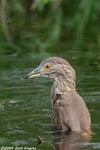 Yellow-crowned Night-Heron