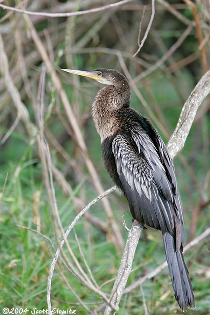 Anhinga