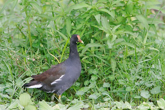 Common Moorhen